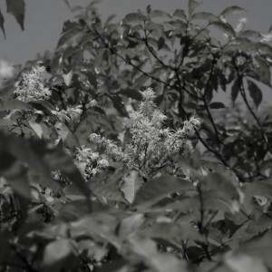 庭木として植えられる「アオダモ」
写真は、茨城県北部、男体山にて
