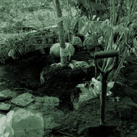 移植の風景、根巻きした植栽たち
ニハソノの庭づくり
